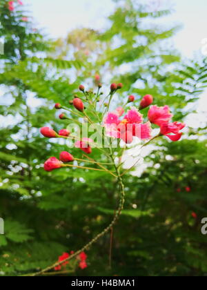 Poinciana, fleur de paon, oiseau de paradis rouge, oiseau de paradis mexicain, nain poinciana, fierté de la Barbade, des flamboyants,-de-jar Banque D'Images