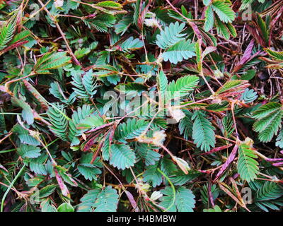 Photo de gros plan des plantes sensibles, sleepy plante, herbe de couchage, timide, la honte de l'usine, l'usine Dormilones ou Mimosa pudica background Banque D'Images