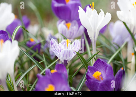 Crocus, iris, plantes Iridaceae, Banque D'Images