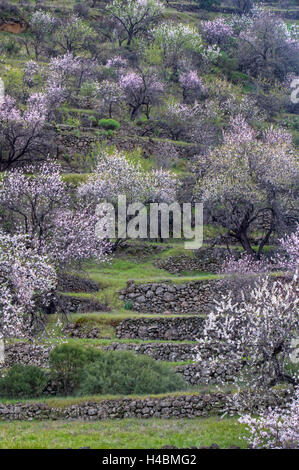 Amandier en fleurs près de Santiago del Teide à Tenerife, Canary Islands, Spain, Europe Banque D'Images