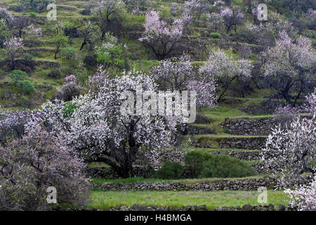 Amandier en fleurs près de Santiago del Teide à Tenerife, Canary Islands, Spain, Europe Banque D'Images