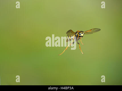 European paper wasp, Polistes dominula en vol Banque D'Images