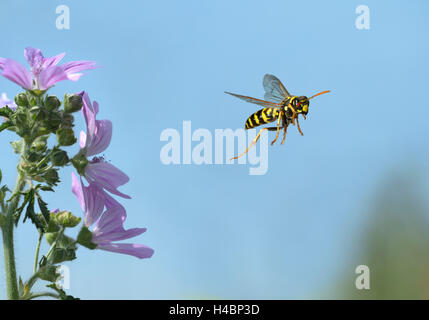 European paper wasp, Polistes dominula en vol Banque D'Images