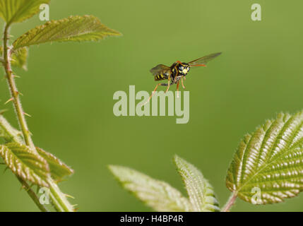 European paper wasp, Polistes dominula en vol Banque D'Images