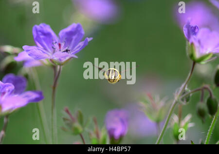 Hoverfly Myathropa florea, en vol, Banque D'Images