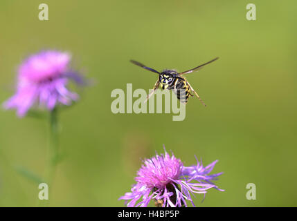 La guêpe commune Vespula Vulgaris, en vol Banque D'Images