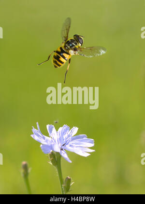 Hoverfly Myathropa florea, en vol, Banque D'Images