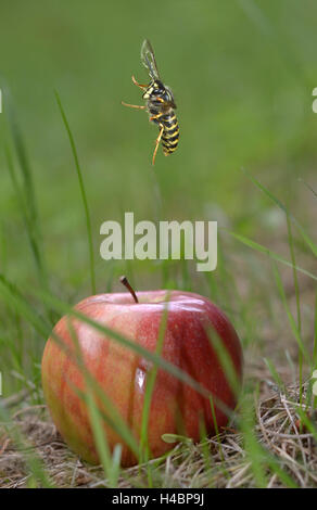 La guêpe commune Vespula Vulgaris, en vol Banque D'Images