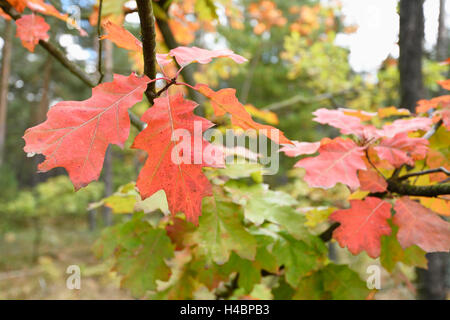 Northern red oak, Quercus rubra, feuilles, close-up Banque D'Images