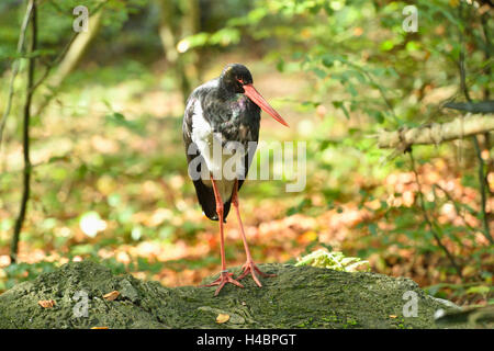 Cigogne noire, Ciconia nigra, debout, de face Banque D'Images