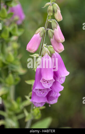 Foxglove en face de fond vert Banque D'Images