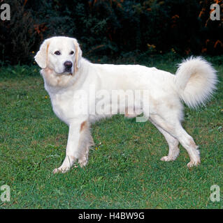 Montagne Tatra sheepdog, également le berger polonais de Podhale, plus tôt aujourd'hui un chien de berger, chien de garde et chien de la famille, Banque D'Images