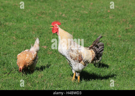 Chant du coq, Poulet (Gallus gallus domesticus Banque D'Images