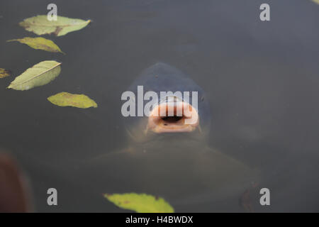 La carpe Cyprinus carpio Banque D'Images