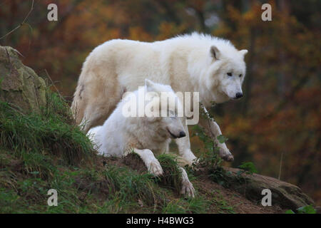 Les loups de la toundra, Canis lupus albus Banque D'Images