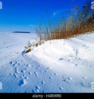 Les pistes de jeux, des pistes d'animaux, de nombreuses pistes, renard, chevreuil, sanglier, dans la neige fraîche, la neige paysage, entre champ et forêt, l'hiver Banque D'Images