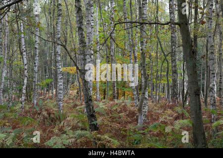 Forêt vierge sur le Darß dans l'ouest de la région occidentale du parc national à l'automne, Mecklembourg-Poméranie-Occidentale, Allemagne Banque D'Images