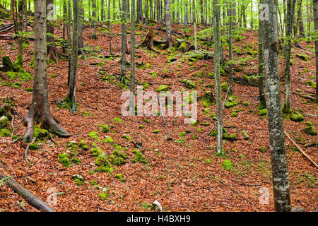 Le sol des forêts couvertes de feuilles d'automne Banque D'Images