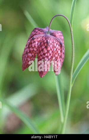 Fleur d'échecs Fritillaria meleagris Banque D'Images