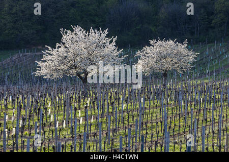 Fleur de cerisier au pied de la Leitha Montagnes entre Derenbach et Purbach, à la fleur de cerisier piste cyclable, Burgenland, Autriche, Europe, Banque D'Images