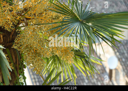 Trachycarpus fortunei, palmier Chusan, close-up Banque D'Images