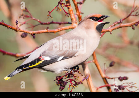 Jaseur boréal (Bombycilla garrulus) Banque D'Images