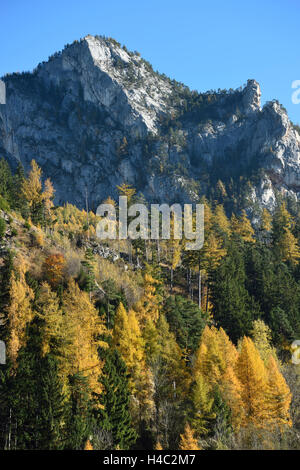 Paysage, montagnes, Alpes, mélèze d'Europe, Larix decidua, automne Banque D'Images