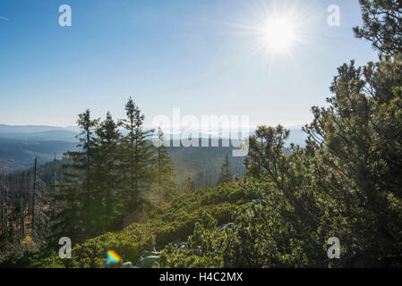 Paysage, Lusen, Epicéa commun, Picea abies, soleil, lumière arrière, automne Banque D'Images