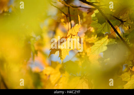 Norway maple, Acer platanoides, jaune, feuilles, automne, Allemagne Banque D'Images