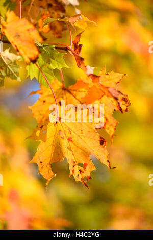 Norway maple, Acer platanoides, jaune, feuilles, automne, Allemagne Banque D'Images