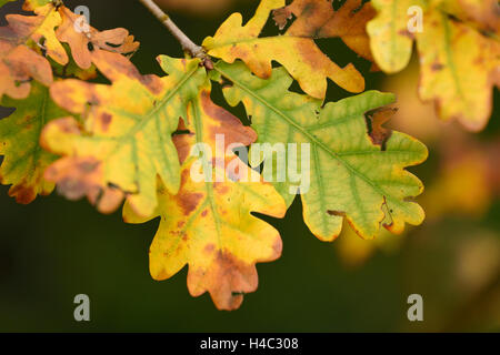 French oak, Quercus robur, feuilles, tronc, automne Banque D'Images