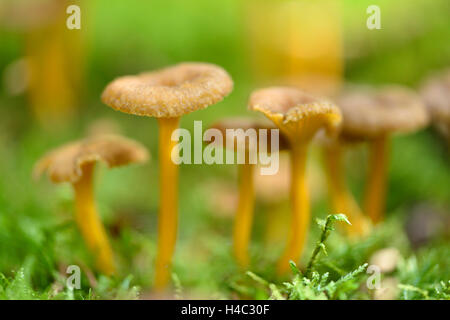 Craterellus tubaeformis, blanches yellow foot, Cantharellus infundibuliformis, la masse forestière, automne Banque D'Images