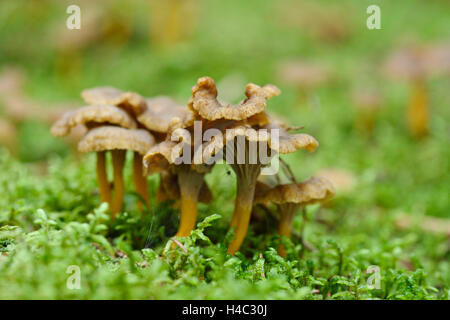 Craterellus tubaeformis, blanches yellow foot, Cantharellus infundibuliformis, la masse forestière, automne Banque D'Images