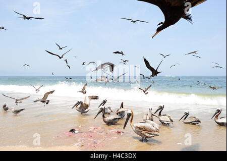 Les oiseaux est un grand troupeau d'oiseaux de voler et d'alimentation sur la plage. Banque D'Images