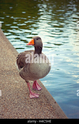 Grande Bretagne, Londres, parc, goose, port, oiseau Banque D'Images