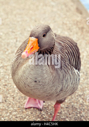 Grande Bretagne, Londres, parc, goose, port, oiseau Banque D'Images