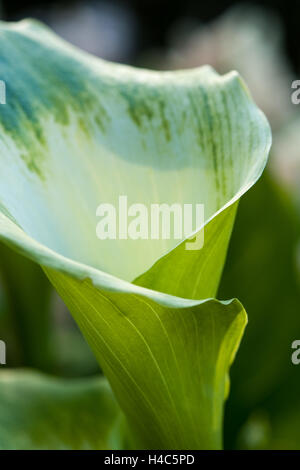 Zantedeschia aethiopica 'Green Goddess' arum lily Banque D'Images