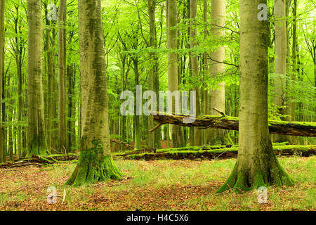 Forêt de hêtre semi-naturelle, Stubnitz, Parc National de l'île Rügen, Jasmund, Schleswig-Holstein, Allemagne Banque D'Images