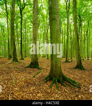 Forêt de hêtre semi-naturelle, Stubnitz, Parc National de l'île Rügen, Jasmund, Schleswig-Holstein, Allemagne Banque D'Images