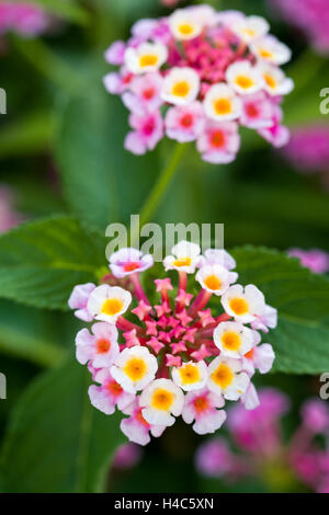 Lantana camara Banque D'Images