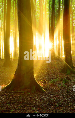 Du soleil dans la forêt de hêtre naturel après la douche, Stubnitz, Jasmund National Park, l'île Rügen, Schleswig-Holstein, Allemagne Banque D'Images