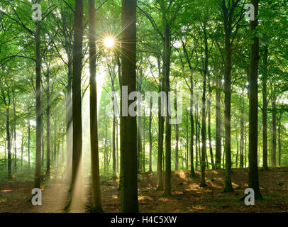 Du soleil dans la forêt de hêtre naturel, Stubnitz, Parc National de l'île Rügen, Jasmund, Schleswig-Holstein, Allemagne Banque D'Images