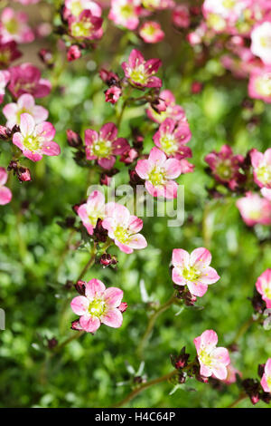 Saxifrage à feuilles opposées (Saxifraga arendsii) Banque D'Images