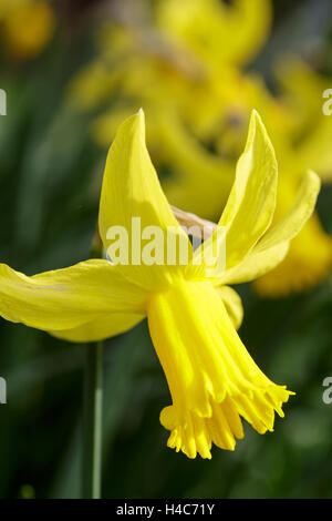 Narcissus 'February Gold' Banque D'Images