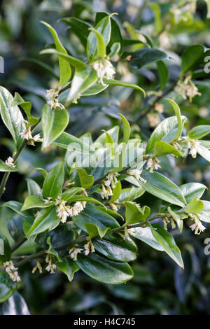 Sarcococca confusa (Sweet Box) Banque D'Images