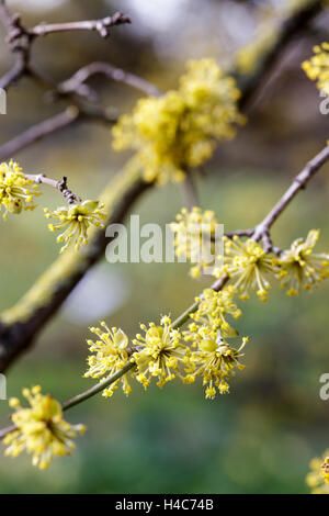 Cornus mas en cornaline (cerise) Banque D'Images