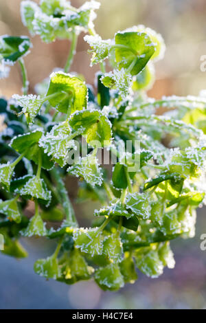 Euphorbia characias subsp. wulfenii dans frost Banque D'Images