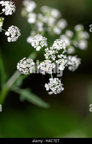 Cow Parsley (Anthriscus sylvestris) Banque D'Images