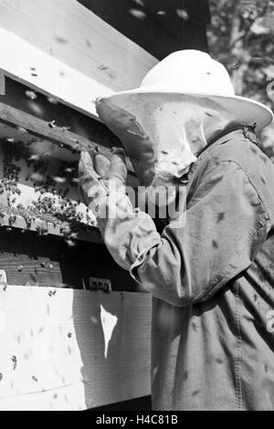 Gewinnung von Bienengift Pharmafirma bei der Mack à Illertissen, Deutschland 1930 er Jahre. L'extraction de venin d'abeille à Mack pharmceutical company à Illertissen, Allemagne 1930 Banque D'Images