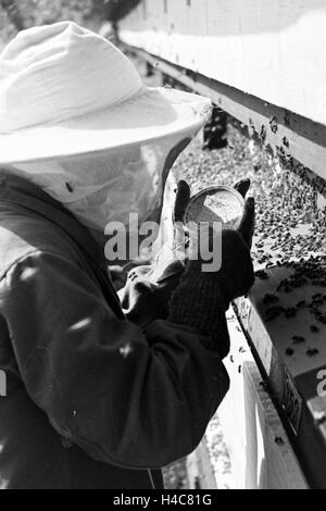 Gewinnung von Bienengift Pharmafirma bei der Mack à Illertissen, Deutschland 1930 er Jahre. L'extraction de venin d'abeille à Mack pharmceutical company à Illertissen, Allemagne 1930 Banque D'Images